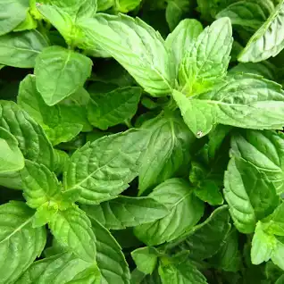 A selective focus shot of basil leaves