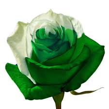White & Green Rose - Bicolor Tinted Roses| Magnaflor
