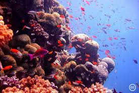 Klimata pārmaiņas un koraļļu rifu izzušana Indijas okeānā jau 21. gs.  nogalē - Zaļā brīvība