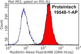 Myoferlin antibody (19548-1-AP) | Proteintech