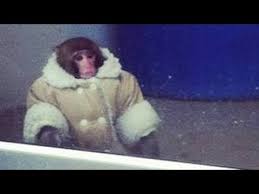 Image result for monkey in jacket