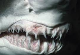 Attēlu rezultāti vaicājumam “haizivs zobi”