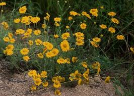 dzeltenā ilzīte - Anthemis tinctoria L. - Augi - Latvijas daba