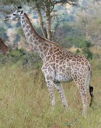 Žirafes — Vikipēdija