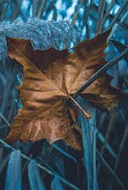 1345 Best @ Color duo; Blue & brown images | Blue brown, How to ...