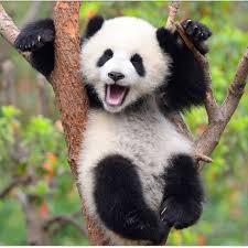 1191 Best Panda images in 2020 | Panda, Panda bear, Panda love