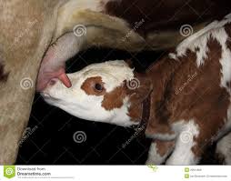 Calf suck milk stock photo. Image of satiate, farm, mammal - 29912608