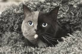 Image result for grey and black