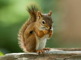 Considering Consciousness Through The Eyes Of A Squirrel : 13.7 ...