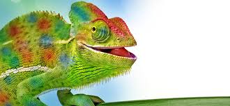 Image result for chameleon