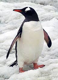 Pingvīnu dzimta — Vikipēdija