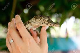 Little Crocodile Stock Photo, Picture And Royalty Free Image ...