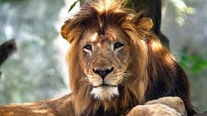 Image result for lion