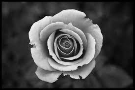 White Rose In Black and White Poster