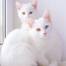 9 Beautiful White Cats and Kittens