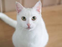 The Best White Cat Breeds to Keep as Pets