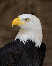 Baltgalvas ērglis — Vikipēdija
