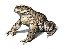 parastais krupis - Bufo bufo (L ...