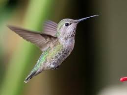 Attēlu rezultāti vaicājumam “Hummingbird”