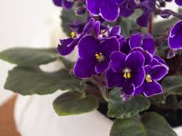 African Violet: Plant Care & Growing Guide