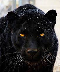 Image result for panther