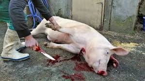 Image result for pig kill