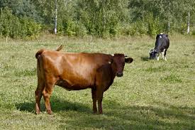 Latvijas brūnā govs - Liellops - redzet.eu