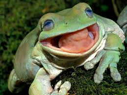 Image result for frog