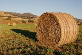 File:Round hay bale at dawn02.jpg - Wikipedia