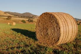 File:Round hay bale at dawn02.jpg - Wikipedia