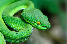 26,644 Green Snake Stock Photos, Pictures & Royalty-Free Images - iStock