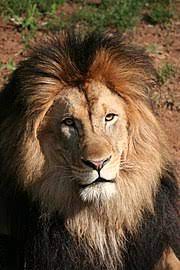 Lauva — Vikipēdija