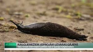ReTV: Spānijas kailgliemeži tuvojas ...
