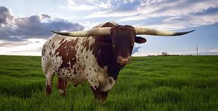 Diamondback Ranch - Raising Texas Longhorns