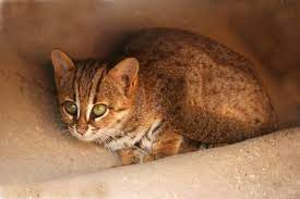 Rusty-spotted cat - Wikipedia
