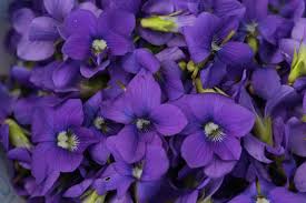 AttÄlu rezultÄti vaicÄjumam âvioletsâ