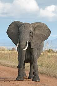 Ziloņi — Vikipēdija